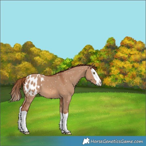 Horse Color:Red Dun Splash Appaloosa 
