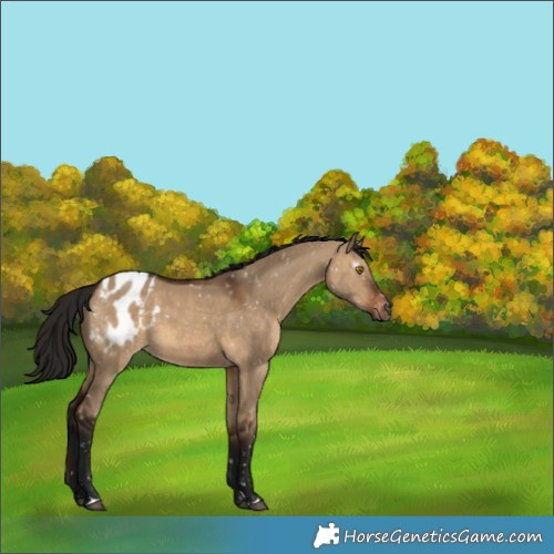 Horse Color:Gray Bay Dun Appaloosa 