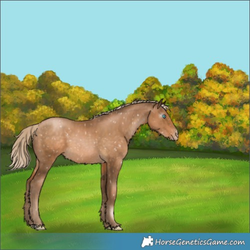 Horse Color:Gray Chocolate Palomino Pearl Appaloosa 