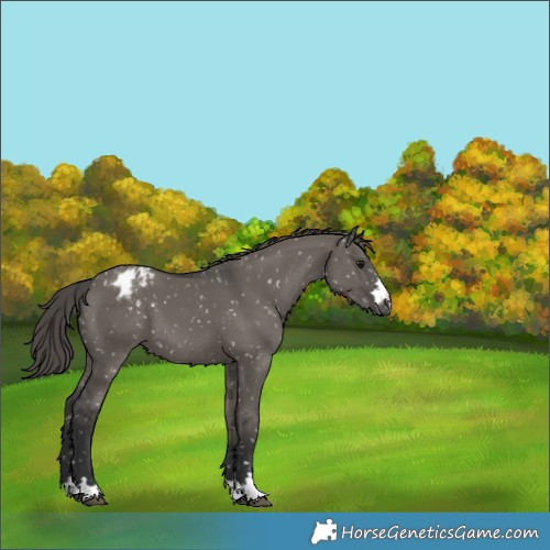 Horse Color:Grullo Appaloosa 