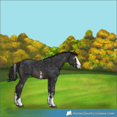Horse Color:Gray Brown Sabino Splash Appaloosa Rabicano 