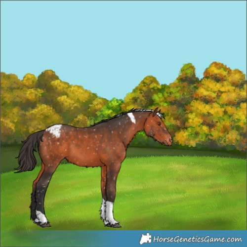 Horse Color:Bay Tobiano Snowflake VarnishRabicano 