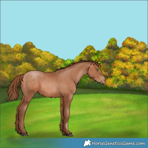Horse Color:Brown Pearl 