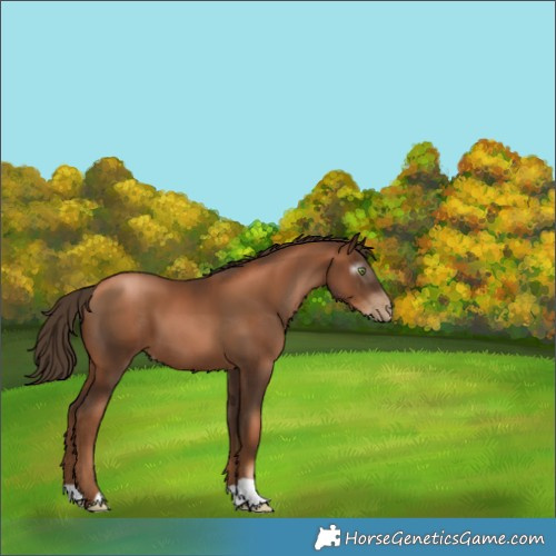 Horse Color:Gray Liver Chestnut Pearl 