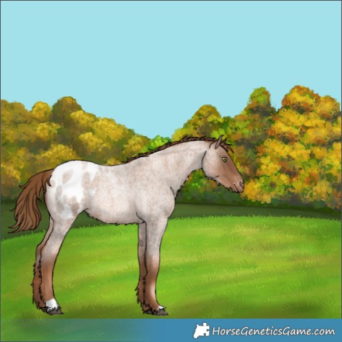 Horse Color:Liver Red Roan Pearl Blanket 