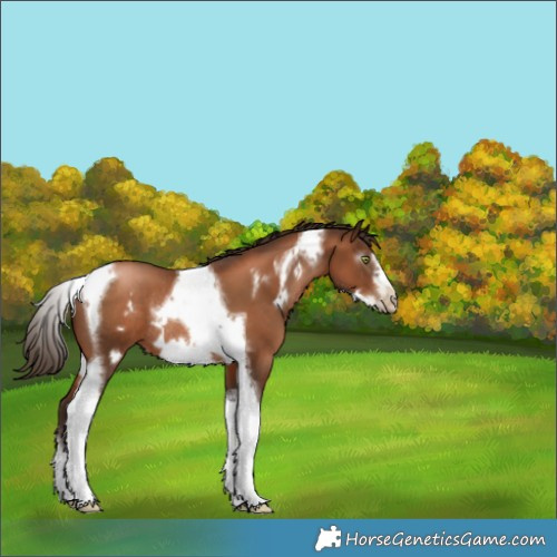 Horse Color:Gray Liver Chestnut Pearl Tobiano Frame Rabicano 