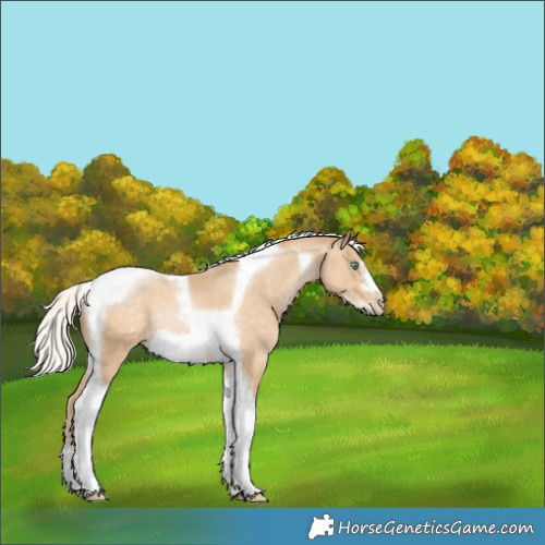 Horse Color:Silver Buckskin Pearl Tobiano Frame Rabicano 