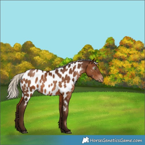 Horse Color:Gray Silver Brown Pearl Near Leopard Rabicano 