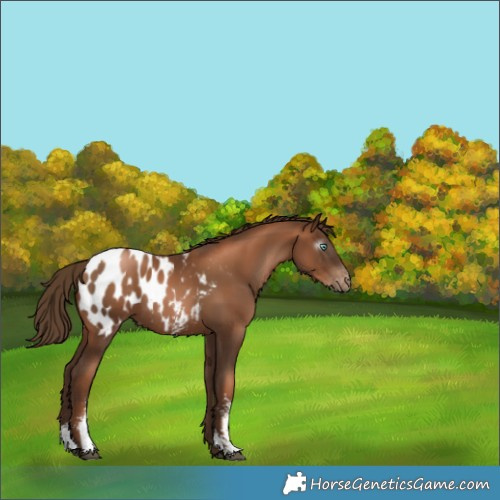 Horse Color:Gray Liver Chestnut Pearl Sabino Appaloosa 