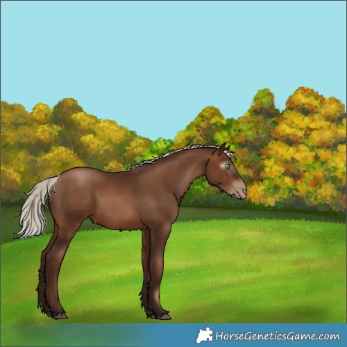 Horse Color:Gray Silver Brown Pearl Rabicano 