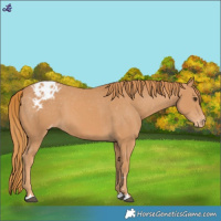 Horse Color:Chestnut Appaloosa 