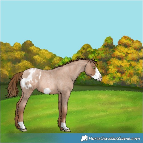 Horse Color:Liver Red Roan Pearl Frame Appaloosa 