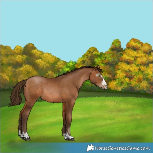 Horse Color:Gray Bay Pearl Rabicano 