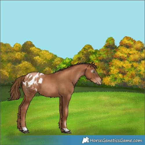 Horse Color:Gray Chestnut Pearl Appaloosa