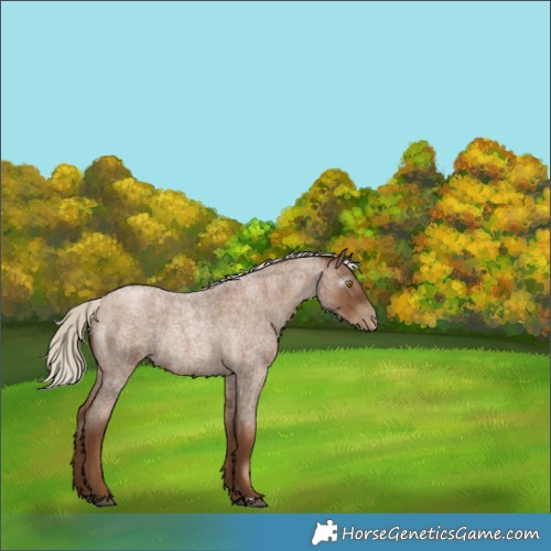 Horse Color:Gray Silver Blue Roan Pearl Rabicano 