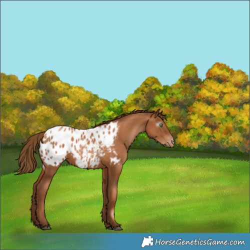 Horse Color:Gray Chestnut Pearl Appaloosa Rabicano 