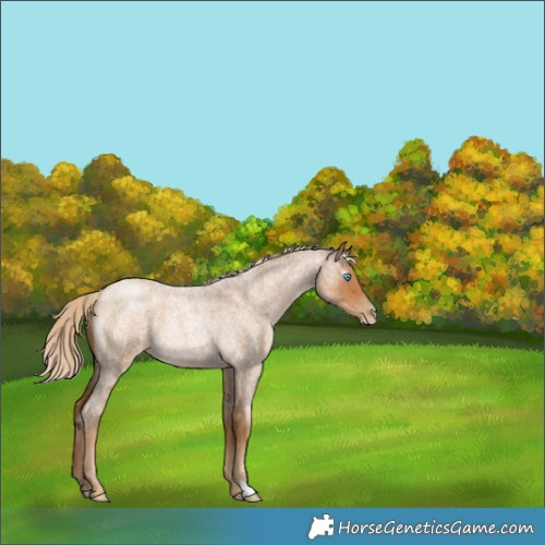 Horse Color:Gray Palomino Roan Pearl 
