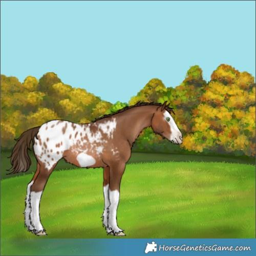 Horse Color:Gray Bay Pearl Splash Frame Appaloosa Rabicano