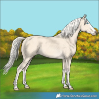 Horse Color:Cremello Splash and Cremello Splash