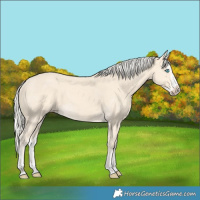 Horse Color:Cremello Splash  and Cremello Splash 