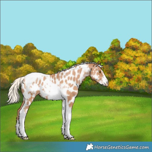 Horse Color:Silver Black Pearl Tobiano Frame Appaloosa 