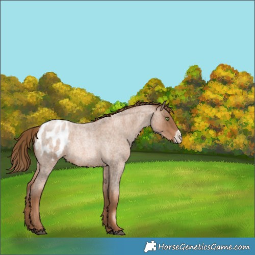 Horse Color:Liver Red Roan Pearl Frame Appaloosa Rabicano 