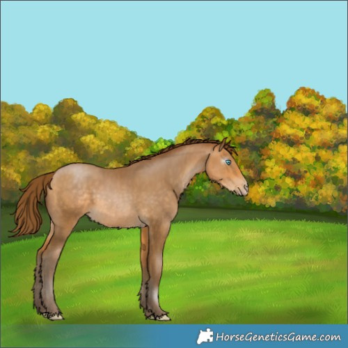 Horse Color:Gray Buckskin Pearl 