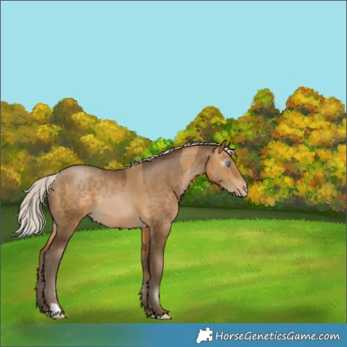 Horse Color:Gray Silver Buckskin Pearl Rabicano  and Gray Silver Buckskin Pearl Rabicano 