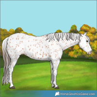 Horse Color:Bay Appaloosa 