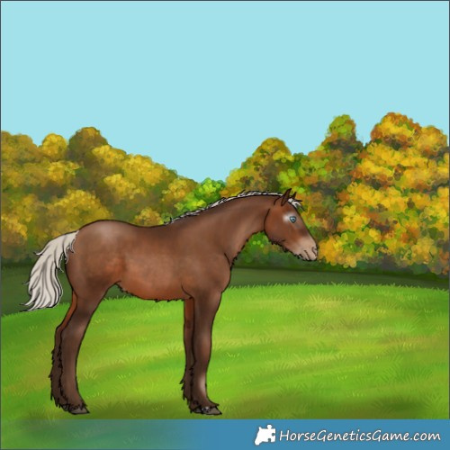 Horse Color:Gray Silver Brown Pearl 