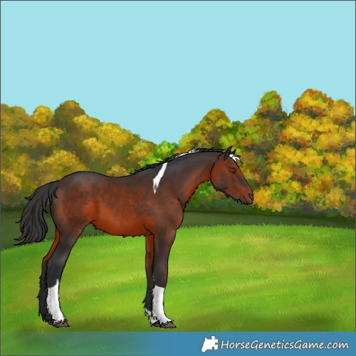 Horse Color:Brown Tobiano 
