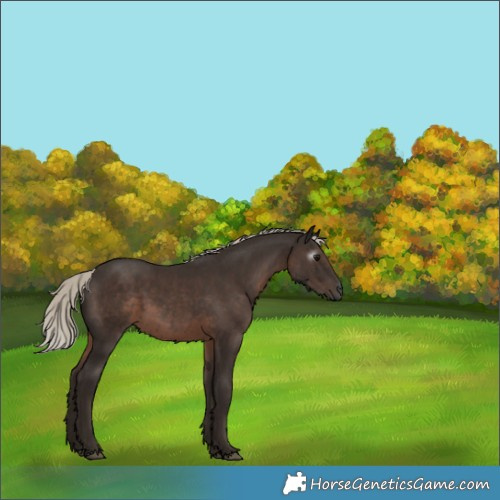 Horse Color:Gray Silver Black Rabicano 