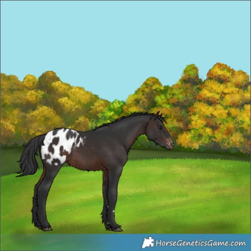 Horse Color:Brown Appaloosa Rabicano 