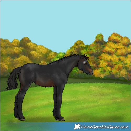 Horse Color:Gray Brown Rabicano 