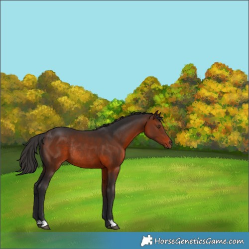 Horse Color:Brown Rabicano 