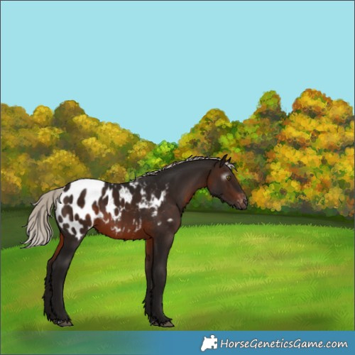 Horse Color:Gray Silver Brown Appaloosa 