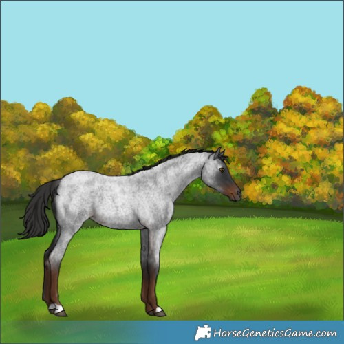 Horse Color:Gray Liver Red Roan 