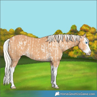 Horse Color:Cremello Splash and Gray Cremello Splash