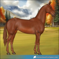 Horse Color:Chestnut 