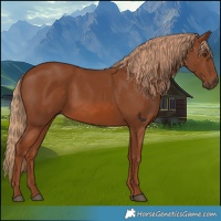 Horse Color:Chestnut 