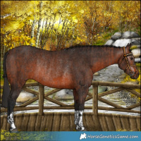 Horse Color:Bay Rabicano and Gray Bay Rabicano