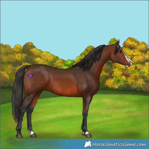 Horse Color:Brown Rabicano and Brown Splash Rabicano