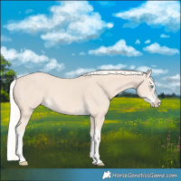 Horse Color:Cremello Splash  and Cremello Splash 