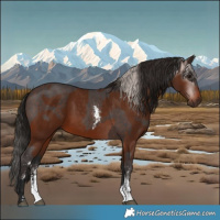 Horse Color:Silver Brown Sabino Rabicano and Gray Bay Sabino Rabicano