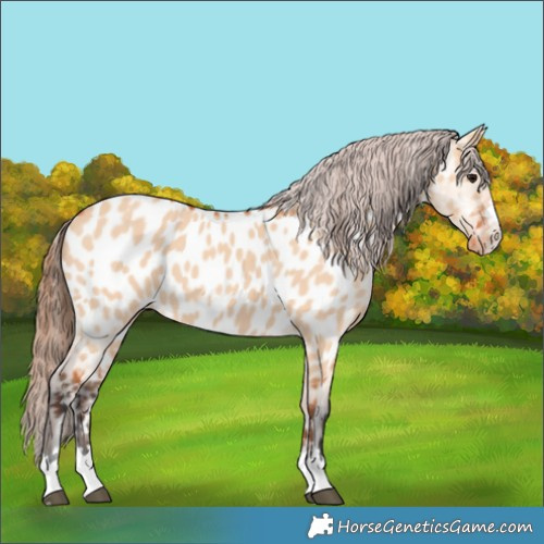 Horse Color:Bay Dun Appaloosa 