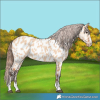 Horse Color:Bay Dun Appaloosa