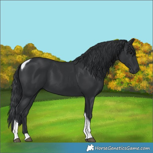 Horse Color:Black Tobiano