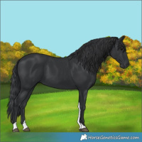 Horse Color:Black Tobiano