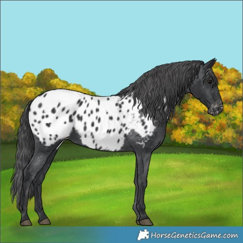Horse Color:Black Appaloosa 