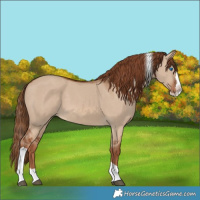 Horse Color:Red Dun Splash Tobiano 